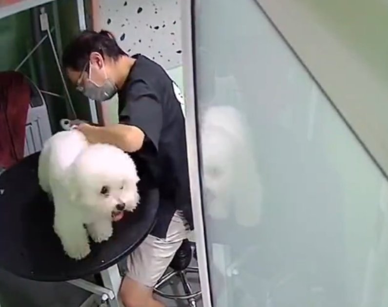 成都一美容师抓狗用力过度遭狗主人殴打，究竟是谁的错？