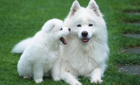 360宠物之家的介绍