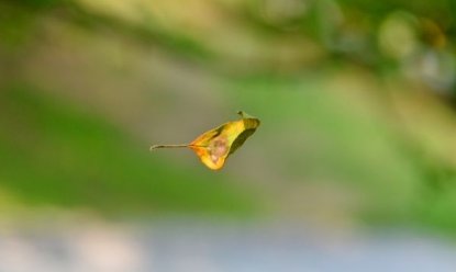 飘浮和飘荡的区别