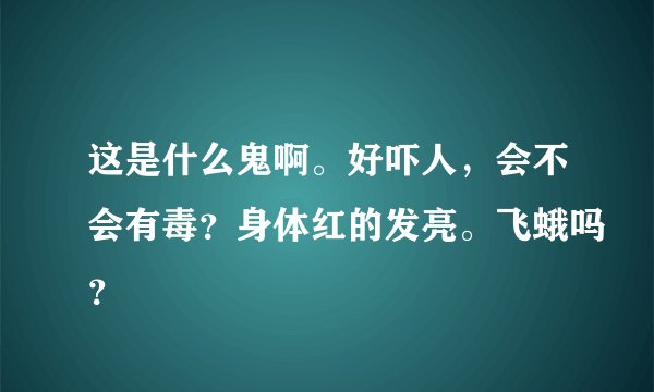 这是什么鬼啊。好吓人，会不会有毒？身体红的发亮。飞蛾吗？
