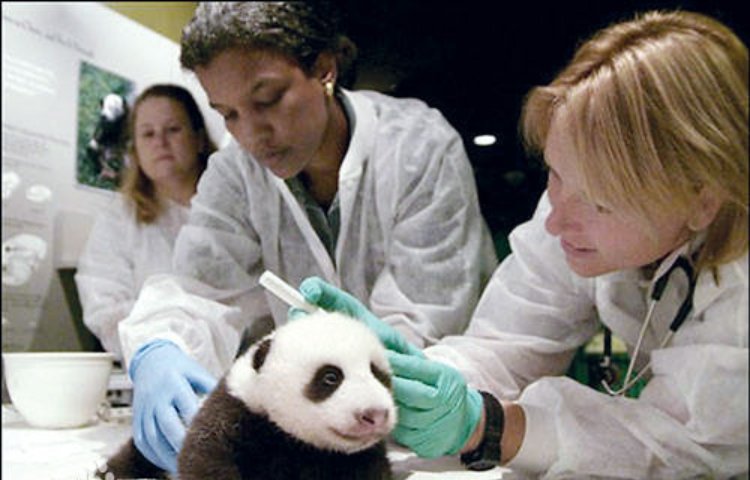 我国把大熊猫送给了哪个国家﹖