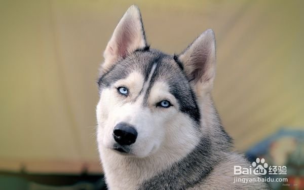 哈士奇多少钱一只