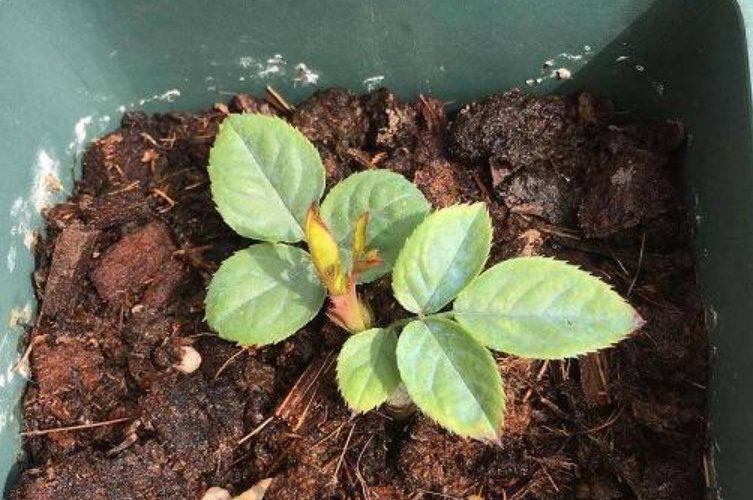 草莓苗刚发芽的样子