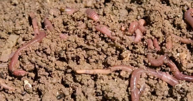 世界上谁的心脏最多