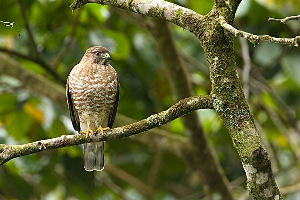 蛇和鹰是天敌，为什么古埃及法老的面具上鹰与蛇共同存在呢