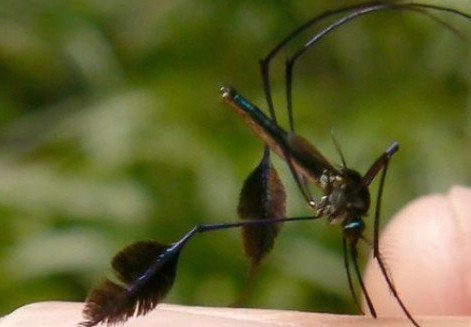 最漂亮的蚊子长什么样