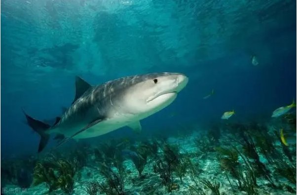 十大变异鲨鱼有那些？