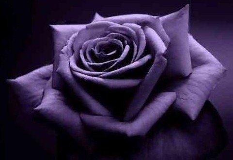 撒旦的玫瑰的演职员表