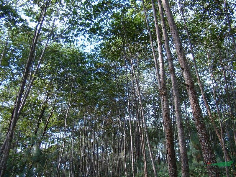 江南桤木的生长习性