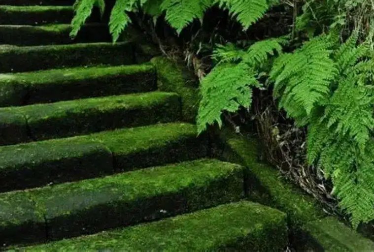 坐看苍台色的下一句