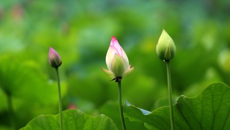 中通外直什么意思