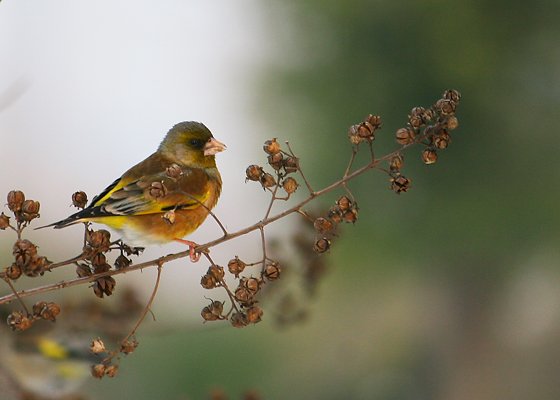 瘦不鸟的歌词介绍