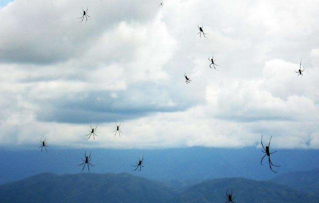 世界各地下过哪些“动物雨”，这些动物雨是如何形成的？