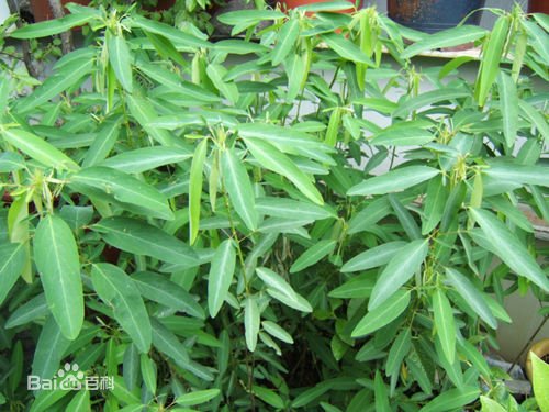 有趣的动物和植物有什么？