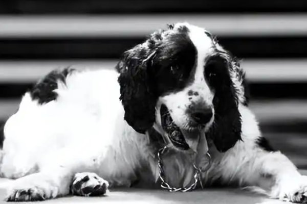 67只汶川地震搜救犬已全部离世，它们为当时的搜救工作付出了什么？