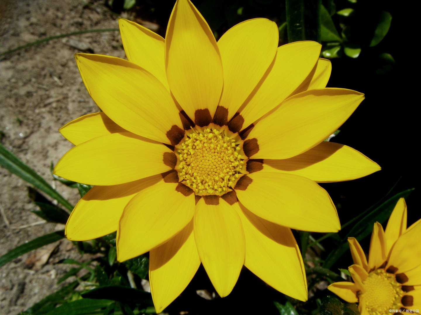 盆栽的芍药出芽了，当前怎样管理才能促进它生长开花且花大色艳呢？