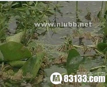 断肢残腿的释义