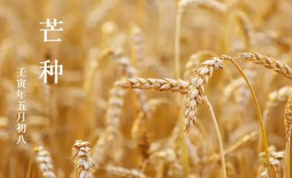 二十四节气中，芒种又叫忙种对吗？