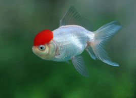 金鱼的记忆只有七秒吗？