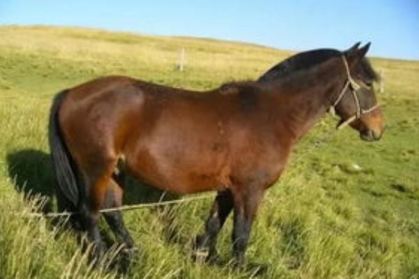 知书明理的意思是什么生肖