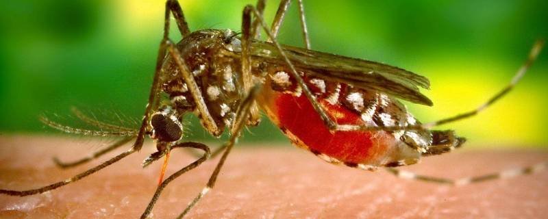 蚊子怕什么声音