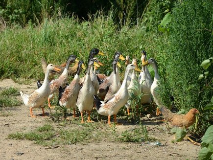 司机驾车出行，被鸭群团团围住，遇到这种情况该怎么办？