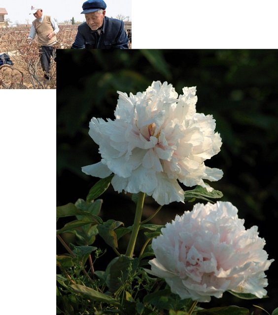 花倾国的经历介绍