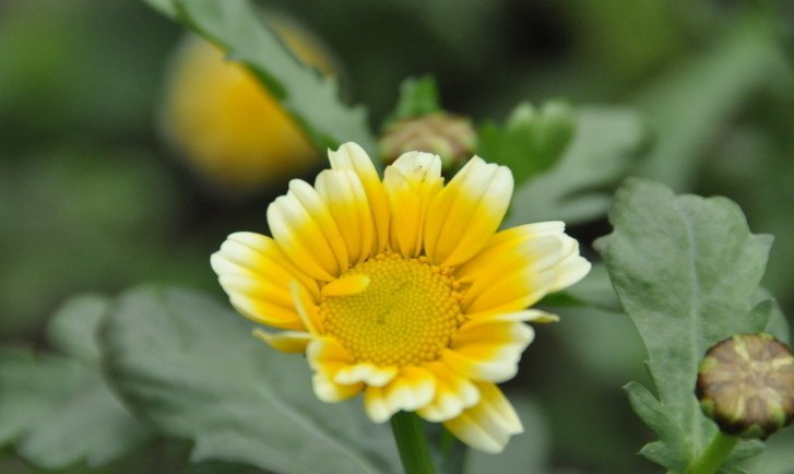 什么花在不同的时间开放?