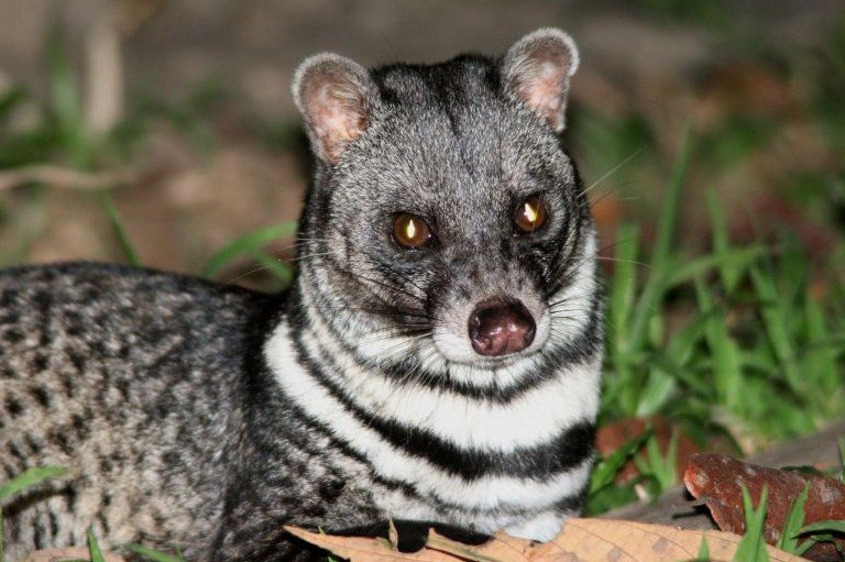 灵猫六国的介绍