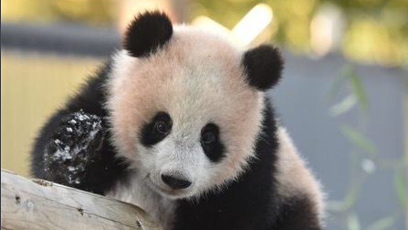 我国把大熊猫送给了哪个国家﹖