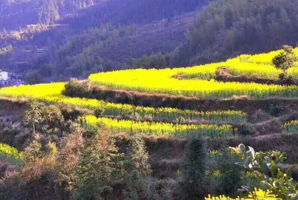 江西婺源油菜花最佳时间2023