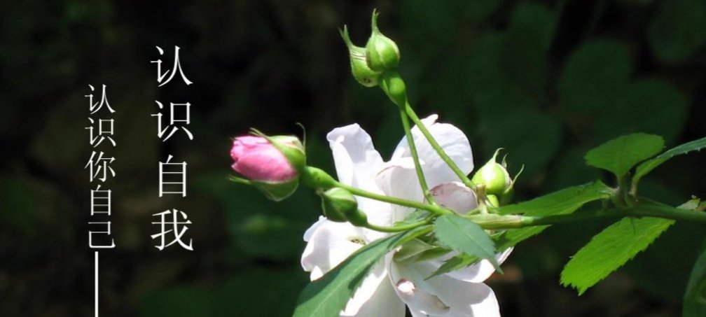 了解的拼音怎么读