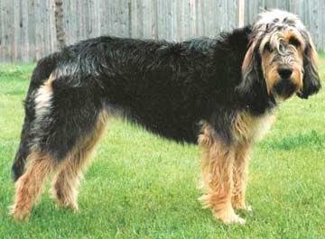 兰伯格獒犬的介绍