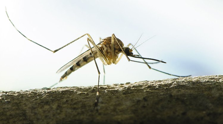 家里很少有蚊子的，今天逮到一个居然是伊蚊，到底什么是伊蚊？危害大不大？谁能帮我解答下的！