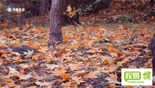以红叶著名的香山位于哪座城市
