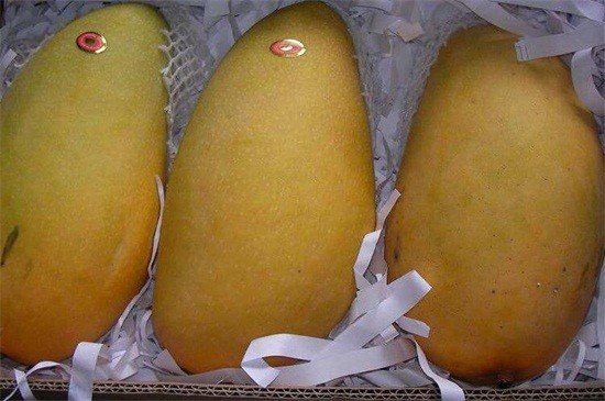 芒果几月份成熟