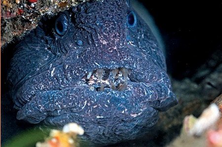 变异鲶鱼的介绍