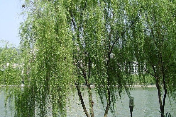 杨树和柳树有什么区别？