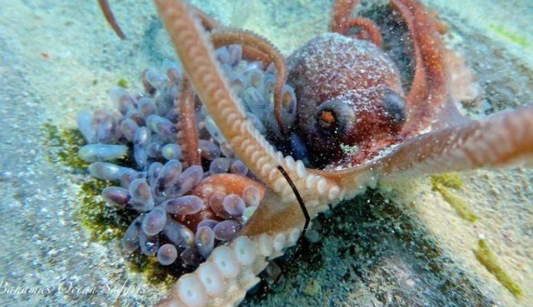 章鱼是怎么生孩子的，下蛋还是产卵？