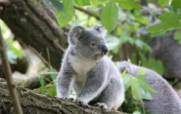 桉树叶难嚼,是那种动物的美食