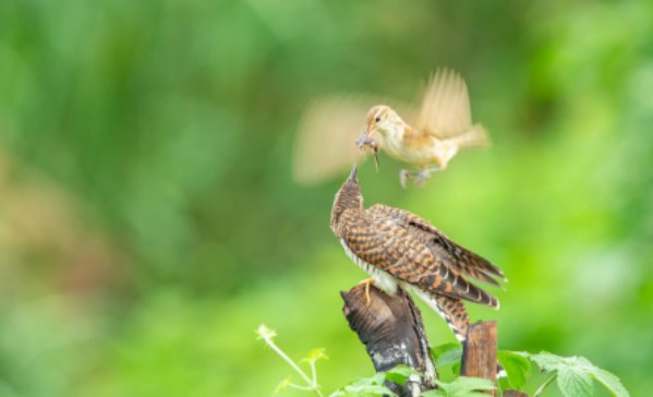 杜鹃的巢寄生行为是真的吗？它们为何这么做？