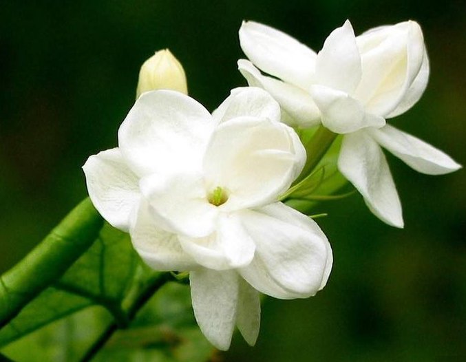 jasmine是什么意思？