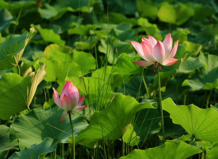 描写六月初夏的优美句子