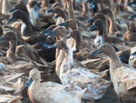司机驾车出行，被鸭群团团围住，遇到这种情况该怎么办？