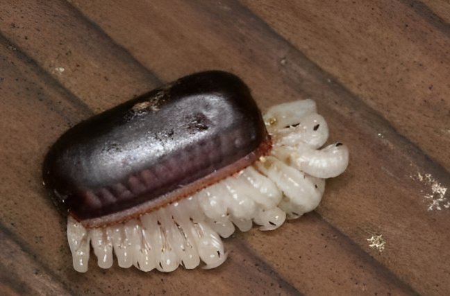 蟑螂的卵是什么形状？