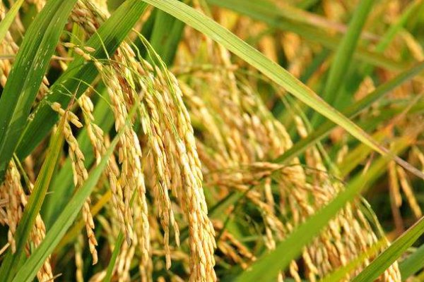 东北辽宁水稻一年中的播种季节和收获季节分别是几月份