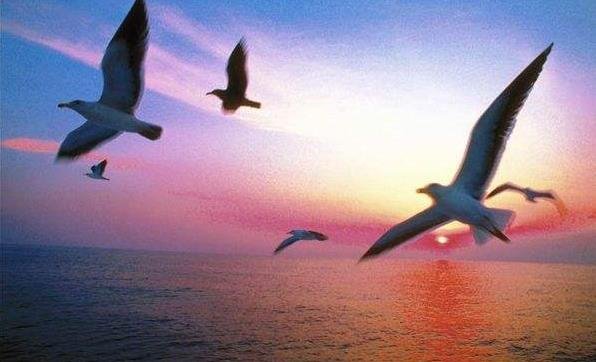 赏析《海鸥乔纳森》第二章