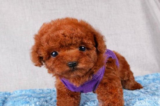 茶杯犬怎么形成的?