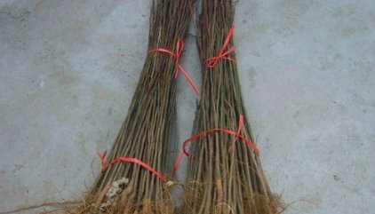 谁给我一张种树的完整步骤图？？急用，谢谢。