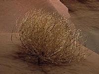 有趣的动物和植物有什么？